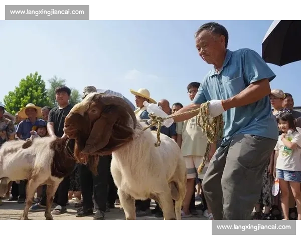 精彩斗羊比赛全程视频回顾 震撼对决尽显羊力风采